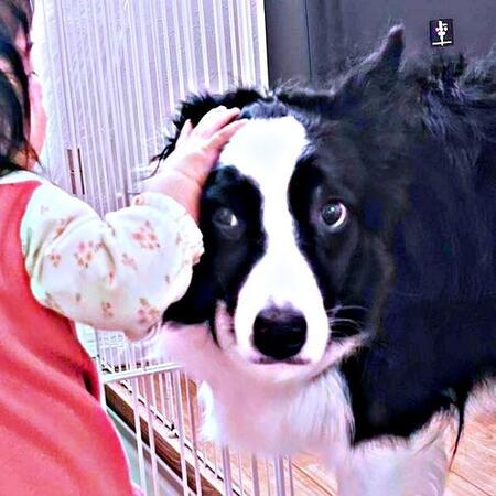 赤ちゃんが突然“二足立ち”！？ 貴重な瞬間に居合わせた犬の驚く表情に大反響　「立てるんか！？って顔」「目を見開いてる」