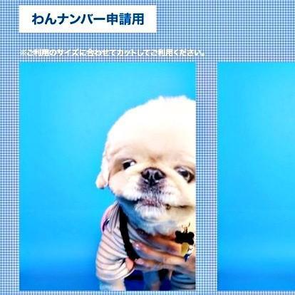 逃げる!そっぽ向く!「犬の証明写真」カオスすぎる仕上がりが話題 「全部かわいいです」「うちの犬も」「涙ぐましい努力」