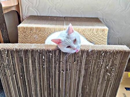 猫の信じられない甘え顔にザワつくSNS 白目&舌ペロの「怖い」表情に「サイコパス猫ちゃん」「想像だけで気持ちよくなってる顔」と反響