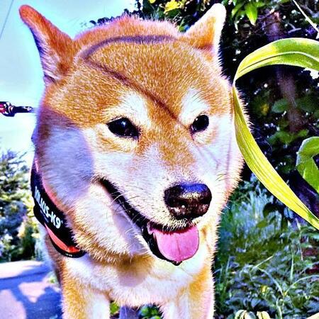 お散歩中のこたろうくん。ある日、パパがSOSを出した瞬間とは！？（画像提供：こたろうくん）