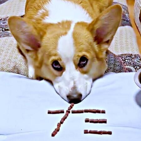 「朝食キャンセル界隈」は犬界にも？食べないコーギーに“ごはん文字”で挑んだ飼い主の涙ぐましい作戦　「おもしろ…いや、かわいすぎる♡」