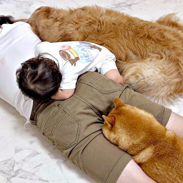 犬と赤ちゃんがパパに大集合！ 甘えん坊トリオの“あったかベッド化