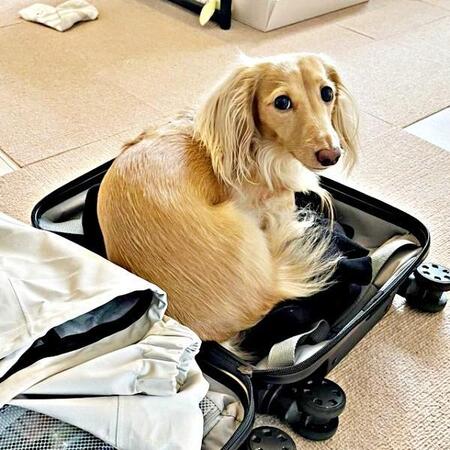 パパの出張帰りスーツケースにわんこ大興奮！ 大好きなお宝捜索「探知犬みたい」「匂いでわかっちゃうのかな？」