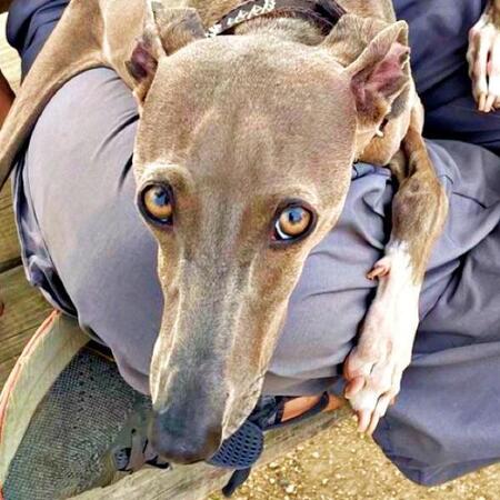 ヤキモチ全開「パパは渡さない！」ワンコが膝を死守　 「小さい子と同じ」「かわいい独占欲」