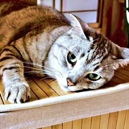 うだるような暑さが生んだ（？）迷シーン…へそ天猫の事件現場「ダイイングメッセージ残ってれば完璧」