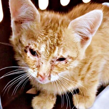 運命を変えた3年前…網戸を登り「助けて」と鳴いた茶トラ子猫を保護、厳しい現実を越えて優しい兄猫に