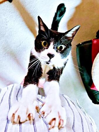 公園で突然肩に飛び乗ってきた子猫　連れ帰った翌朝「猫がおる！」と息子が号泣…先住猫を亡くした悲しみを癒やしてくれた15年