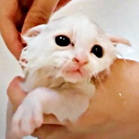 トタン屋根の小屋から救われた白い子猫　猫アレルギーだけど、守ることを決意…超わがまま＆優しいお嬢様に