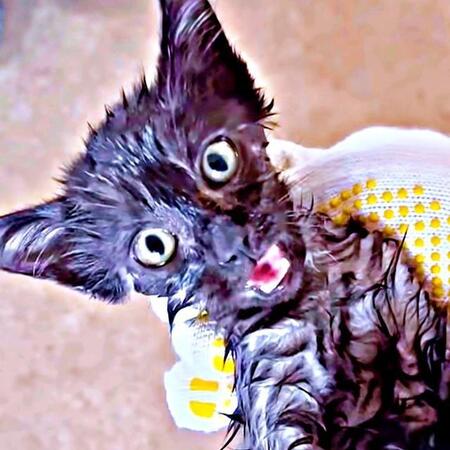 雨の日にびしょ濡れで保護された弱々しい子猫の劇的ビフォーアフター　家族に迎えられ甘えん坊でおしゃべりの「お笑い担当」に