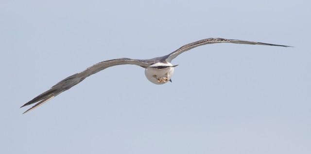飛ぶウミネコの全体像／宮本 桂さん（@KE_mi）提供