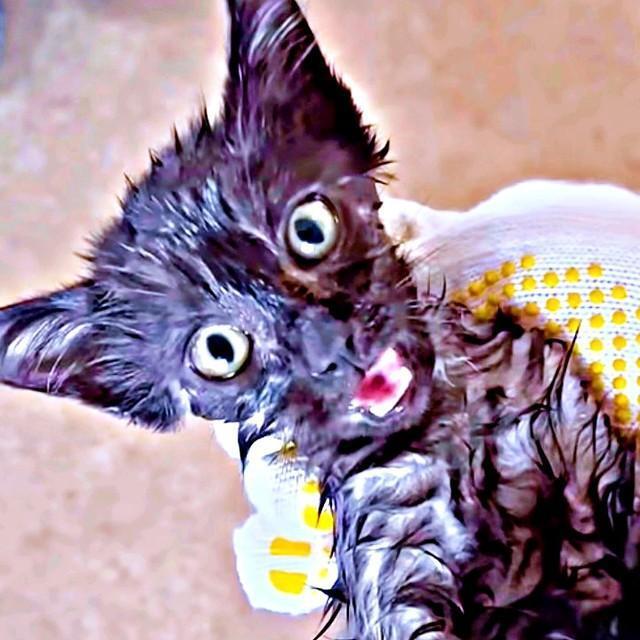 保護時、雨に濡れてひとりぼっちで鳴いていたどんちゃん（画像提供：おぬどんさん）