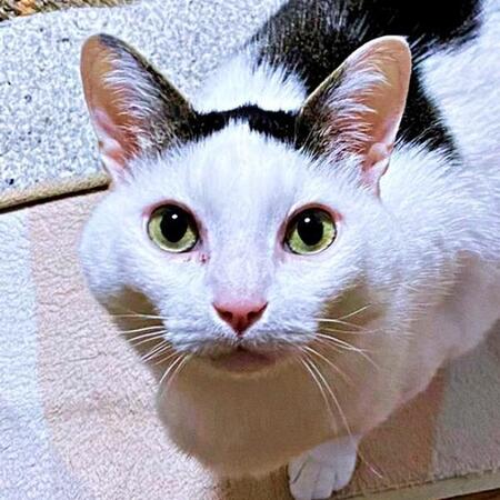 雨に濡れながら道路をヨタヨタ…震えていた子猫を保護　命の危機を越え家族の絆をつないだ11年