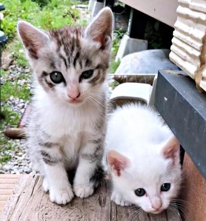 生後1カ月、猫風邪をひいていた（左から）センちゃん、テンちゃん（画像提供：M家猫沢山さん）