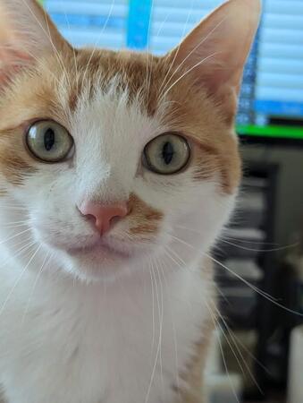 「はじめてのおつかい」猫さんの場合は…？「少し得意げなお顔の可愛らしいこと」