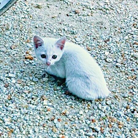 砂ぼこりまみれでひとりぼっちだった白い子猫　ちょっと抜けてる「すっとこどっこい猫」に成長