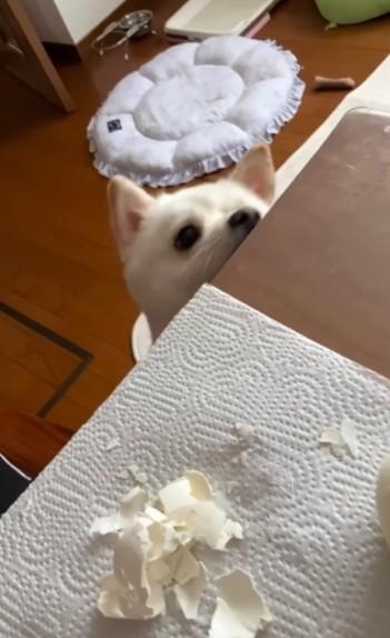 卵が大好きなんです（飼い主さん提供、Instagramよりキャプチャ撮影）