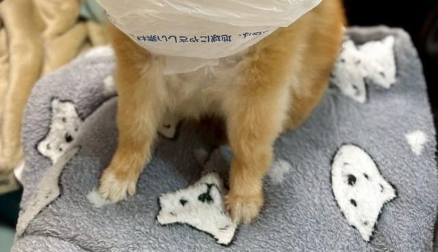 レジ袋を被ったぽちゃん／EBIKECHIさん（@ebikechi）提供