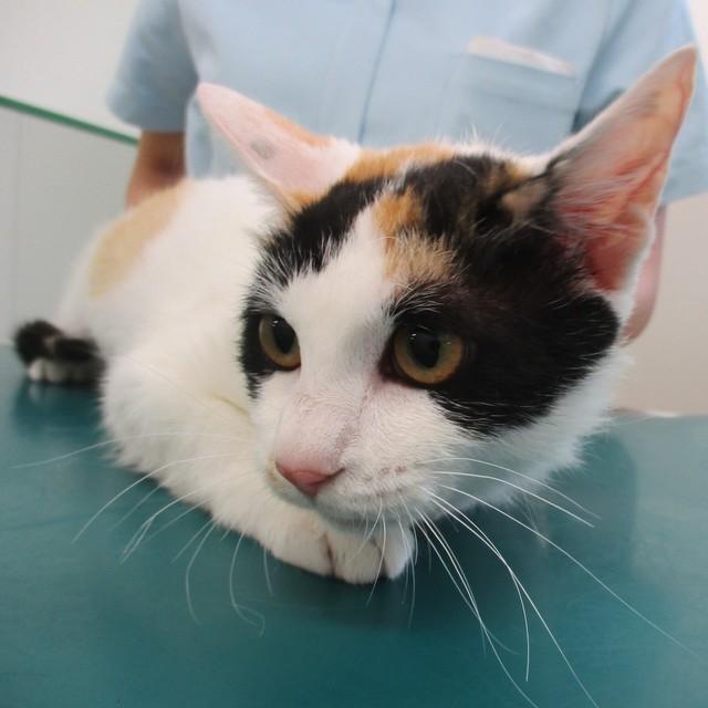 昭和の時代、三毛猫と言えばこの色合い…真っ黒×黄色×白のハッキリと色分けされている猫チャン