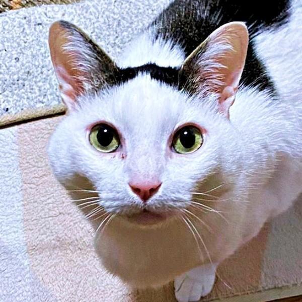 11年前、たったひとりで道路上をさまよっていたしょうたくん（画像提供：きよダブシャインさん）