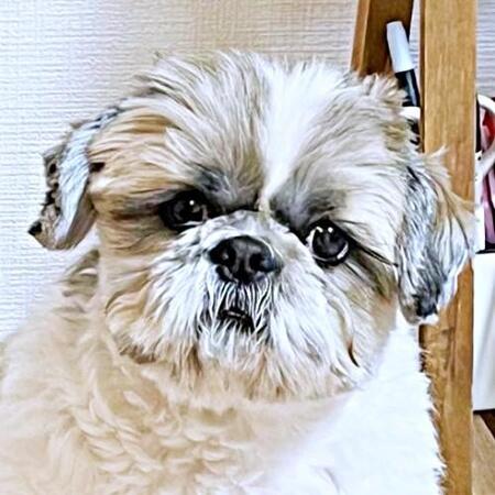 犬が「これ持ってく！」と譲らない　小学生男児みたいな“散歩のお供”にツッコミ殺到「必殺仕事犬」「ラストサムライ」