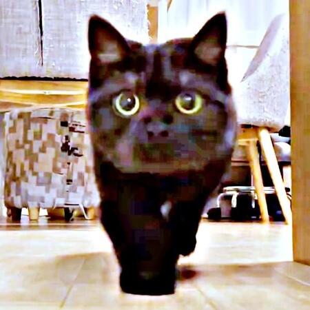 カメラに気づいた黒猫がズンズン接近→通り過ぎたかと思いきや…　まさかの展開にSNS大笑い「はい、ひょっこりニャン」「予測不可能！」