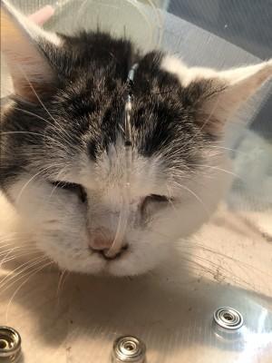 15歳で腎臓病を発症、ご飯を食べられなくなった愛猫…経鼻チューブで命をつなぎ、共に過ごした最後の1年間