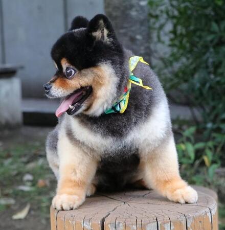 お土産の「木彫りの熊」みたいな、迫力ある犬の姿に驚き「シャケくわえなきゃ!」