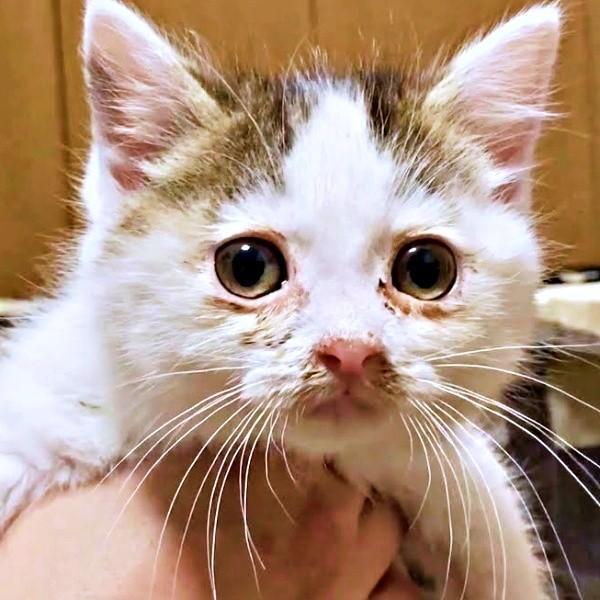 2024年5月、コンテナの隙間から保護されたむぎちゃん（画像提供：あるくきくらげさん）