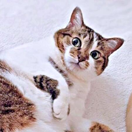 猫用ベッドを購入したのに…「乗らないし入らない」　期待を裏切る猫の塩対応が話題「THEお猫様」「ねこあるある」「箱にも興味なし！？」