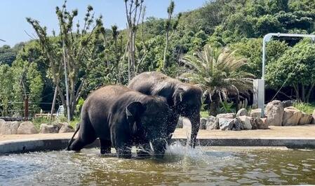 日本も暑い!鼻をシュノーケルにして水遊びする姫センのゾウさんが気持ちよさそう 実施期間は「ゾウに聞けないので分からない」