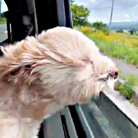 「風を感じたいんだワン」車窓から顔を出したわんこが“別生き物”に変貌 爆笑必至の表情に「もう何かわからない」「カワウソ?」