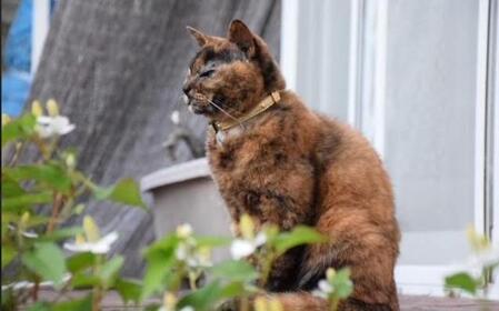 歯槽膿漏だと思ったら「扁平上皮癌」だった　川に遺棄され救われた片目のサビ猫　やがて両目を失いながらも…家族に愛され共に過ごした18年