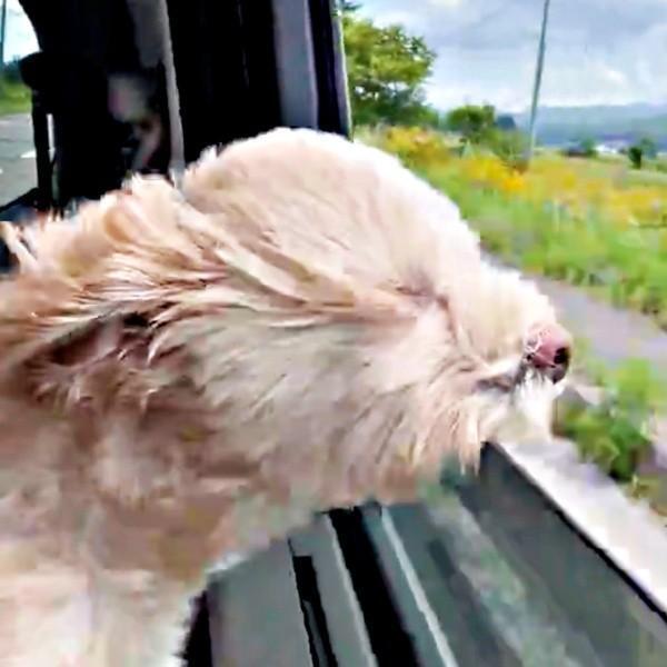 風を感じるまろちゃん。正体不明になっていく動画にツッコミ続々（画像提供：まろこちゃん）