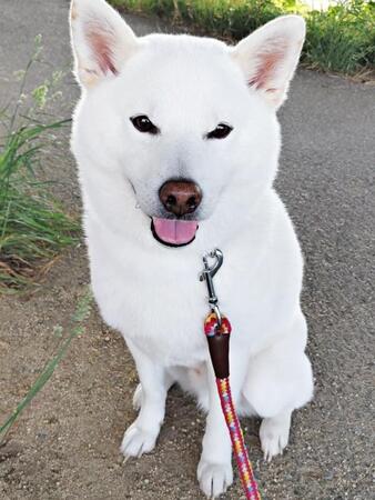 インターホンに浮かび上がる柴犬のホラー顔　衝撃ショットに爆笑と悲鳴「犬界のジェイソン！？」「不審犬」「居留守使うやつ」