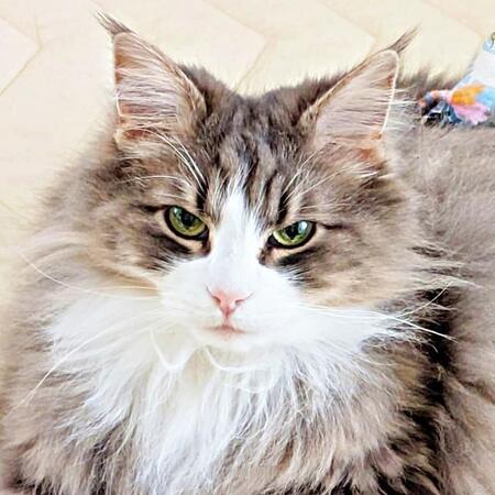 ノルウェージャンフォレストキャットのジュリちゃん。独特な毛づくろい姿が話題にーー（画像提供：みさ緒さん）