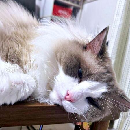 愛猫への投薬に大苦戦…「薬を飲んだふりしてペッ！」飼い主のSOSが共感呼ぶ　400件超の知恵が集結「お鼻に水を…」