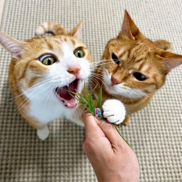 「猫草は渡さニャイ！」 （左から）クウちゃん、カイちゃん。このあとの展開はーー（画像提供：クウとカイさん）