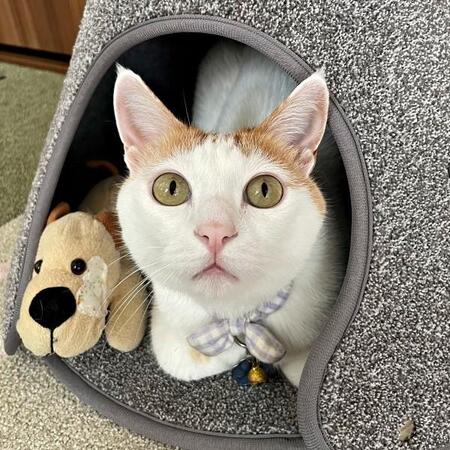 猫と3歳娘の診察ごっこ、背中に聴診器をあてて「体の中に棒が入ってますね！」まさかの診断結果に爆笑「かわいい診察」