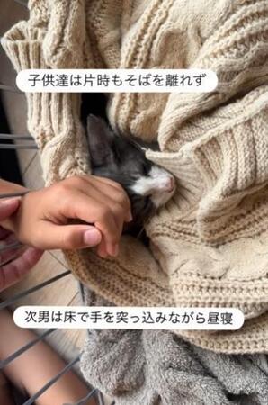 「1日、2日の命」と告げられた瀕死の子猫　野犬に襲われ、奇跡的に生き抜いた日々