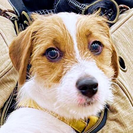 「運んでもらってるのに、えらそう」な犬さん、リュックから「片腕」を出した姿に爆笑「社長!」