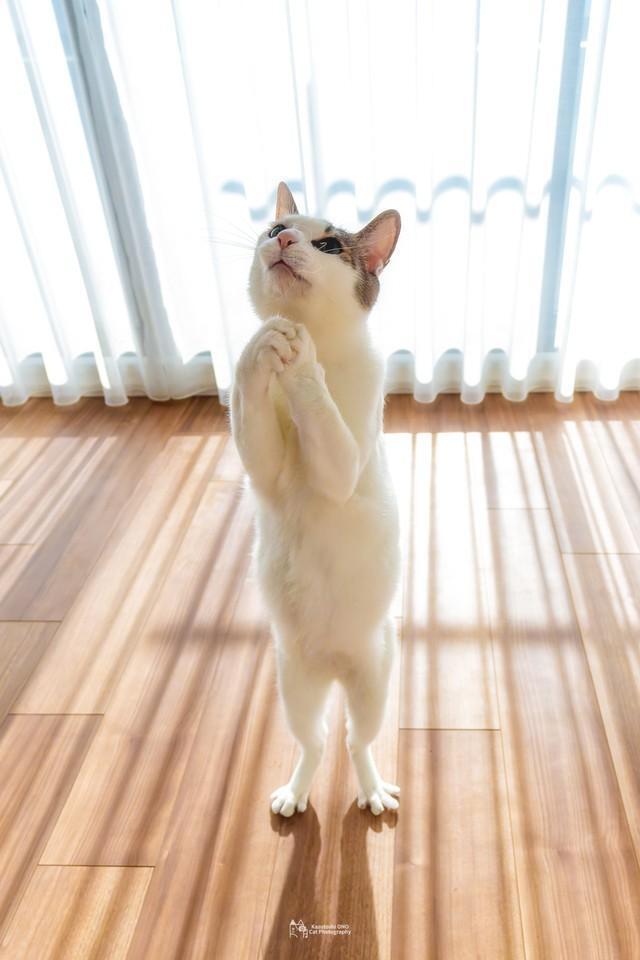 両手を組み合わせて…お祈りしているようなジンくん（画像提供：小野一俊さん）