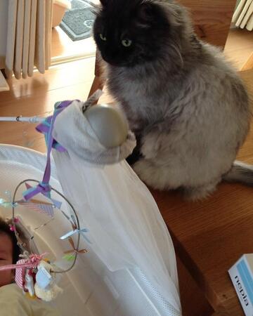 動物病院より「家で一緒に」　15歳目前で腎不全と診断された猫　“かっこいい”最期の姿を見届け…子どもたちは手紙に「世界一のねこ」