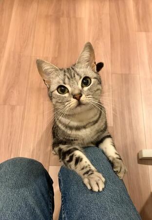 「飼い主が旅に出るのに、肩を叩いて見送る猫」まるで子どもみたい！「お土産、買ってきてニャ」