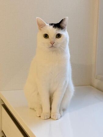 お行儀よく朝ごはんを待つ姿（画像提供：まつもとたけるさん）