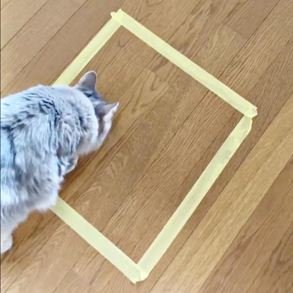 魔法陣の中のニオイを嗅いでチェックする凛ちゃん（画像提供：石油王さん）