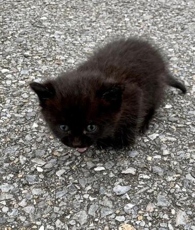 「拾った頃⇔現在」猫さんのビフォーアフター写真が話題「たすけてくだちゃい」→「え?なんか用?」