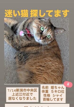 行方不明から1ヶ月半…迷子猫が奇跡の帰宅　首輪の跡とSNSがつないだ再会に感動