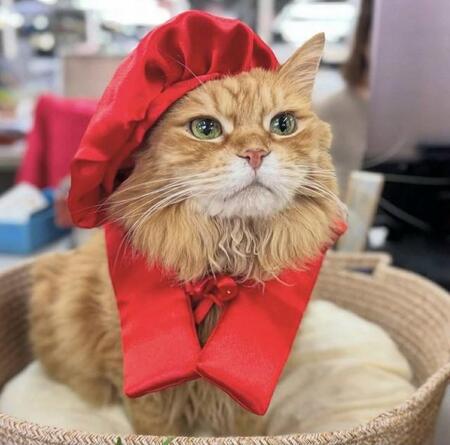 猫が副社長を務める会社　ボロボロの状態で保護された日から11年…チャトランが還暦を迎えたよ！社員一同に祝福されてご満悦♪