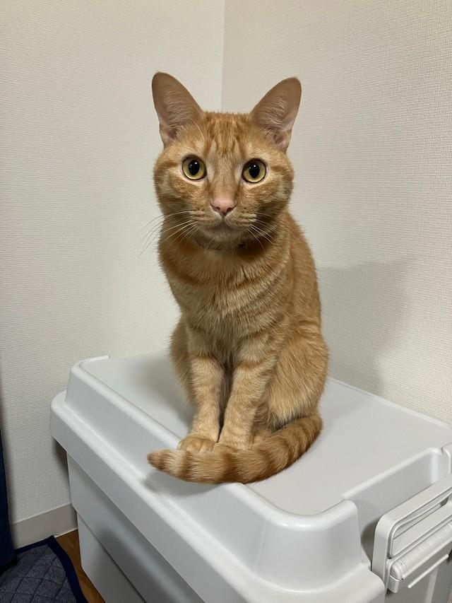 お澄まし顔で写っていますが…！？（画像提供：むぎと人間さん）