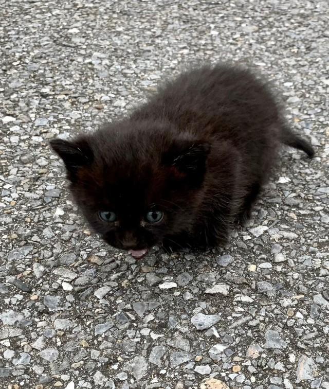 【ビフォー写真】拾った頃の黒猫トトちゃん（おすんしぃさん提供）